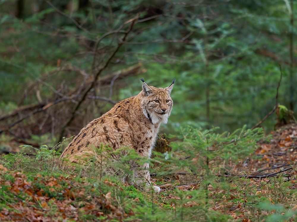 Eurasian Lynx (Lynx lynx ) during winter Bavarian Forest National Park Germany-Bavaria
